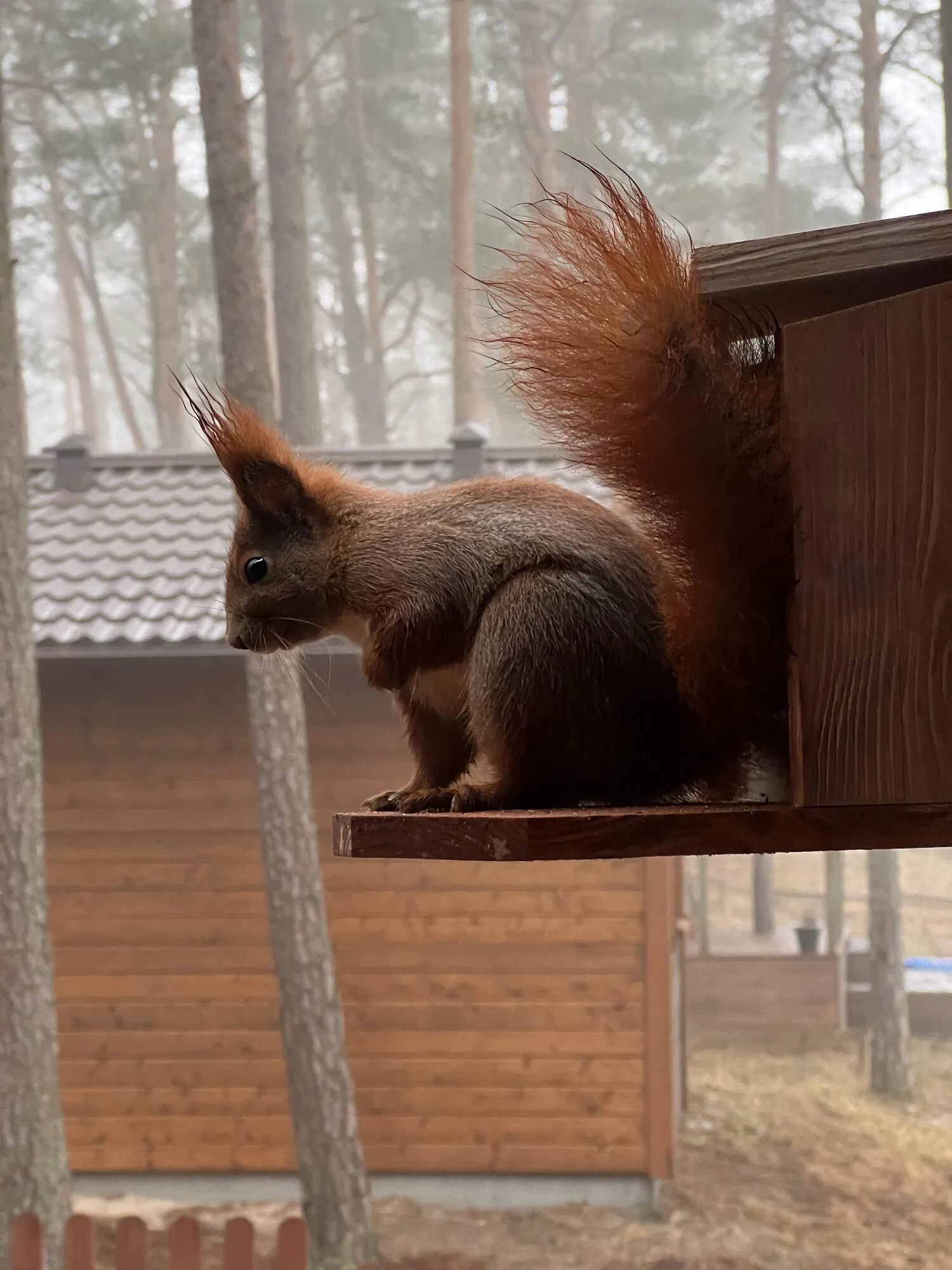 Red squirrel at the feeder by the cabins in Borsk