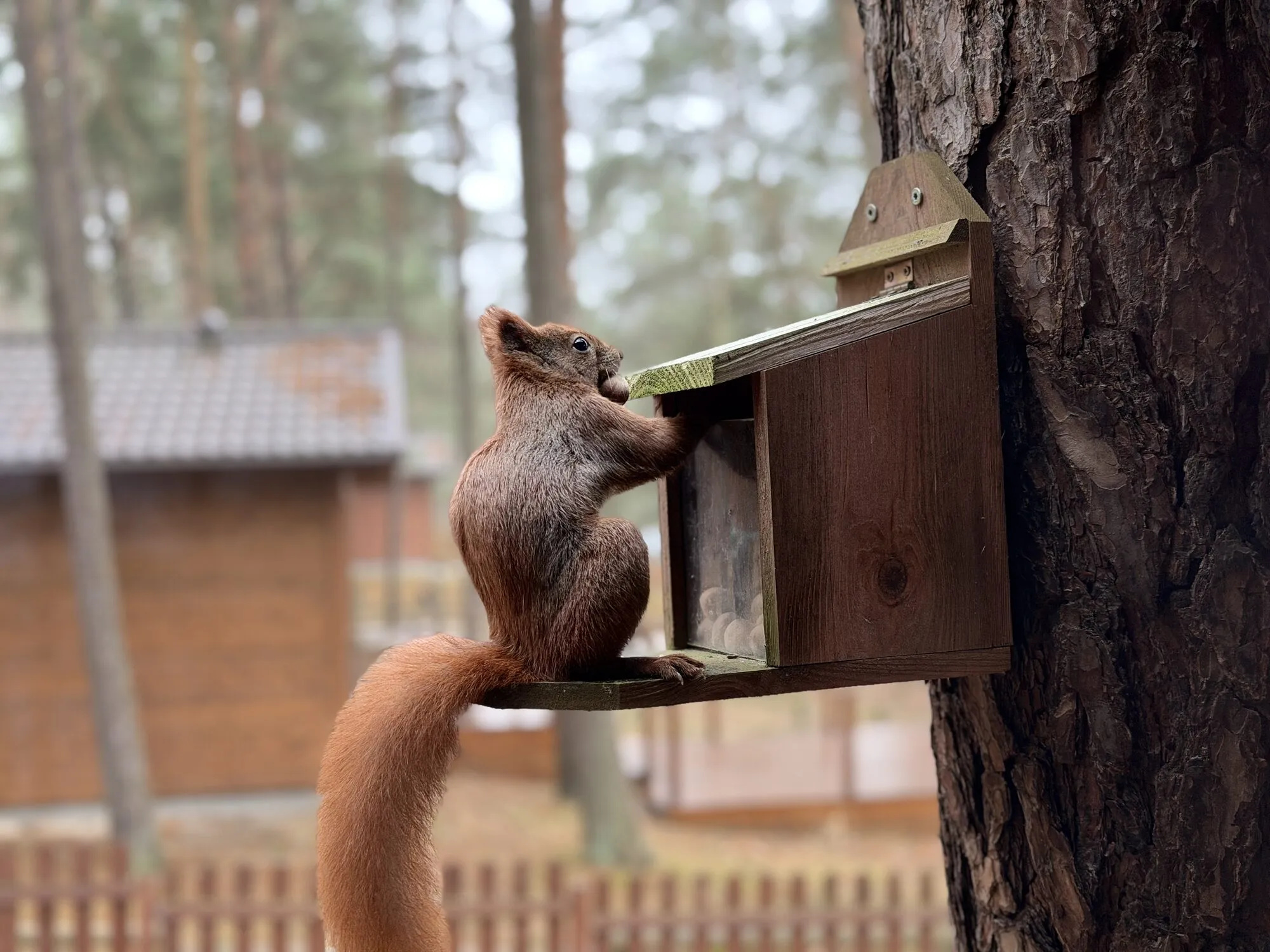 Squirrel at the feeder in the pine forest by the Panorama cabin