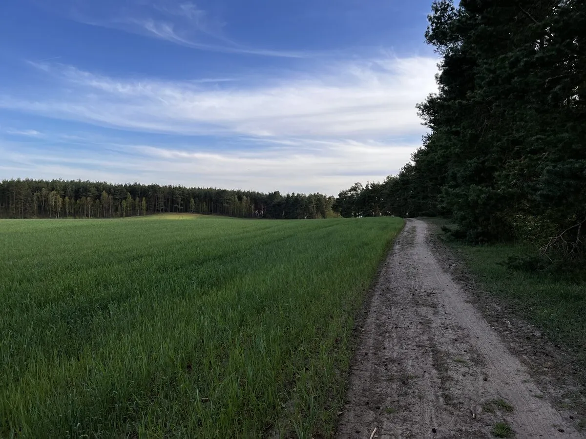 Polna droga rowerowa między zielonym polem a lasem w okolicy Borska na Kaszubach
