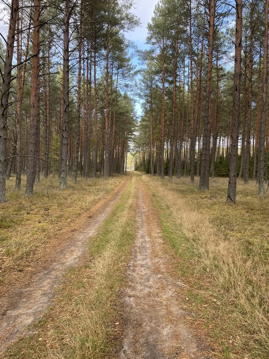 Leśny dukt w sosnowym borze, typowa nawierzchnia tras rowerowych we Wdzydzkim Parku Krajobrazowym