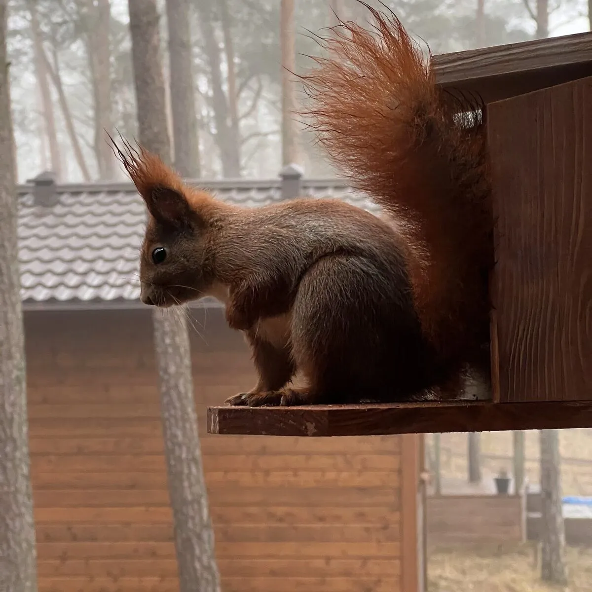 Ruda wiewiórka przy karmniku między domkami w Borsku